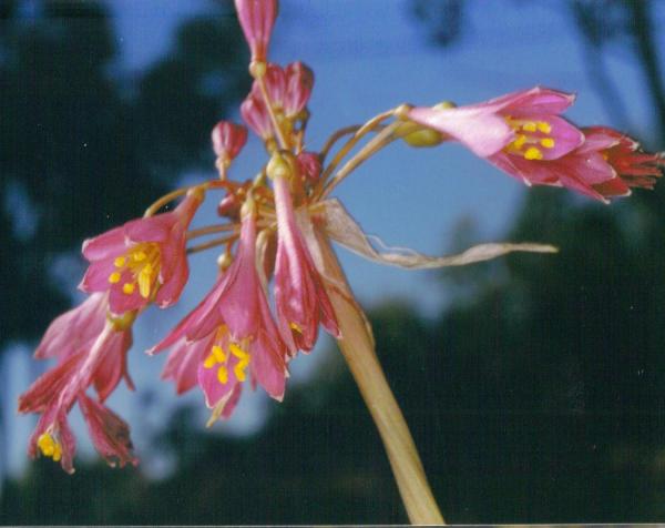 Calostemma purpureum